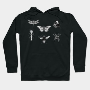 Insect Bug Collection With Honeybee, Tarantula, Mantis, Moth, Dragonfly Hoodie